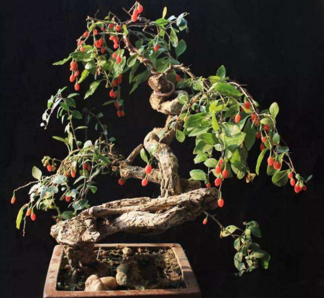 各种树木盆景的养法,什么树木盆景好看又好养