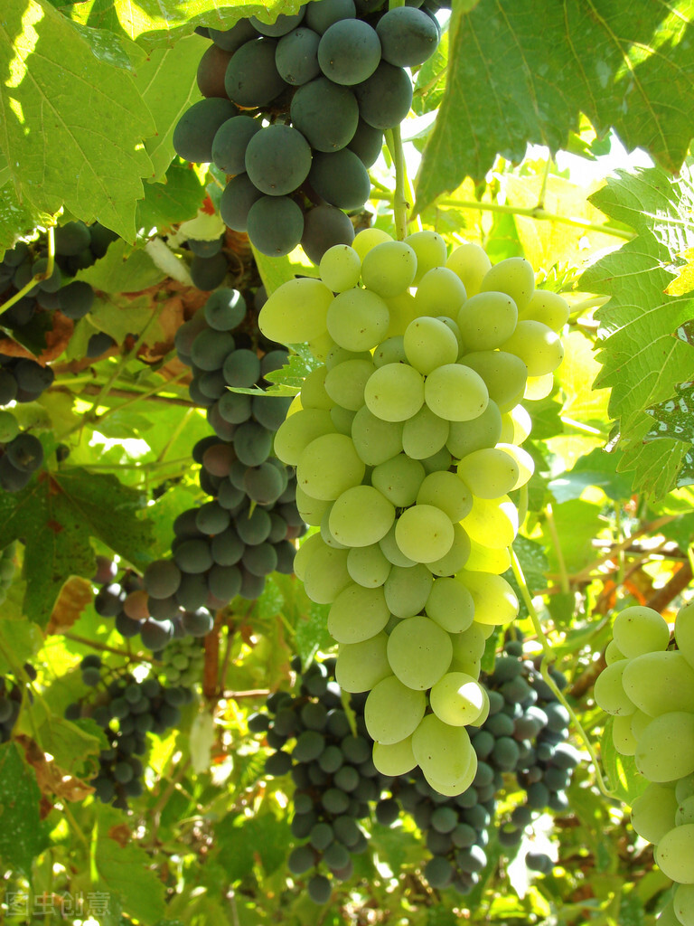 盆栽观果植物有哪些,观果植物具备哪些特征