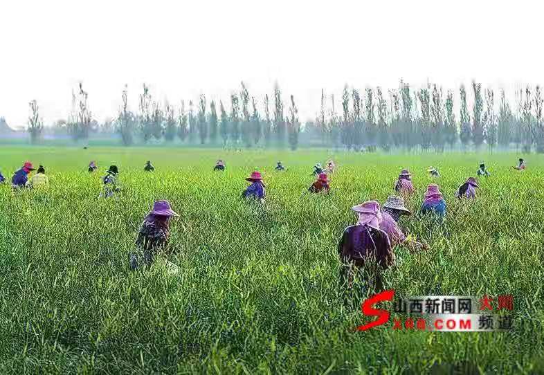 云州黄花，“今年是最好的一年！”