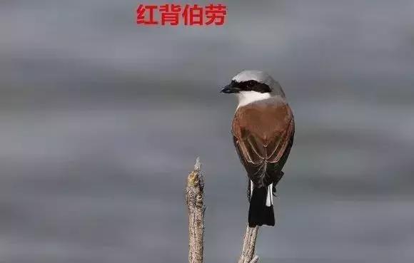 伯劳鸟饲养,没睁眼的伯劳怎样饲养