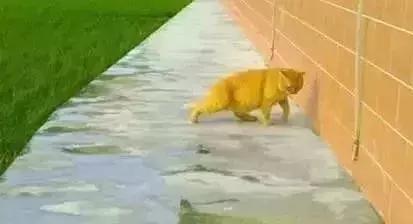 猫圈一定是魔咒吗,猫圈玄学黑猫