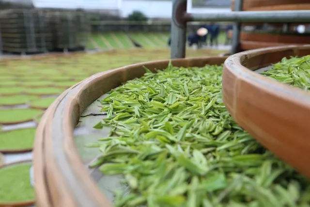 白茶常见的萎凋工艺有几种,白茶制作工艺简单只有萎凋