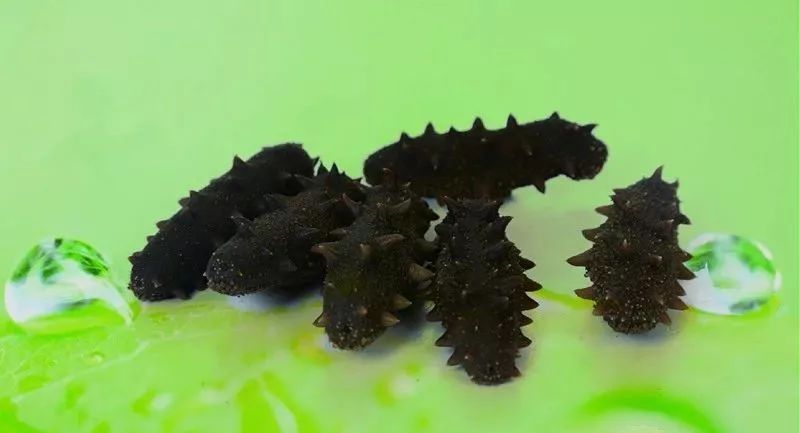 海参泡发时如何除腥,海参泡发大小影响营养吗