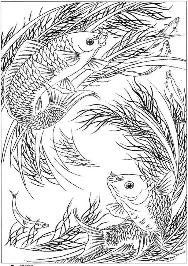 简单易画的工笔画线稿,各种鱼类工笔画图片