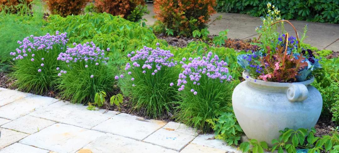 观花草本植物推荐,最具观赏性的观叶植物