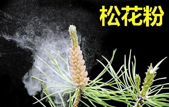 祛黄褐斑吃哪种花粉,花粉能直接吃吗