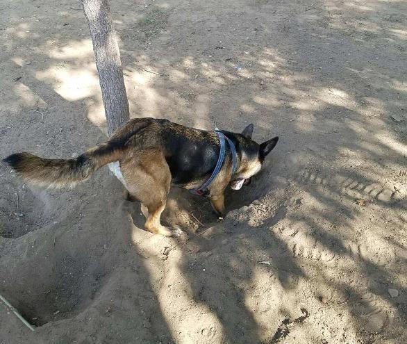 狗狗在临死之前会干什么事情,狗狗临死前为什么排尿和大便