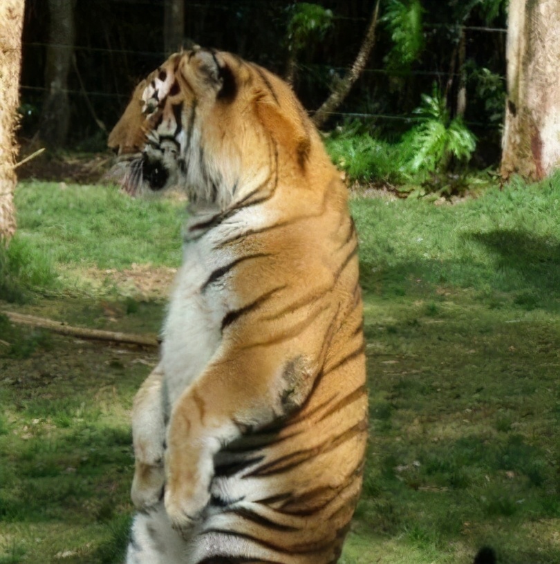 液体猫和橘猫,橘猫是液体猫吗