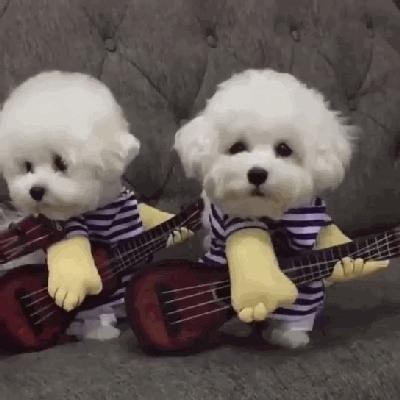 狗狗生小狗什么情况下要剖腹产,狗狗什么情况下需要剖腹产