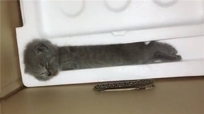 猫咪是液体做的？主人以为泡沫盒里多了根棍子，仔细一看竟是只猫