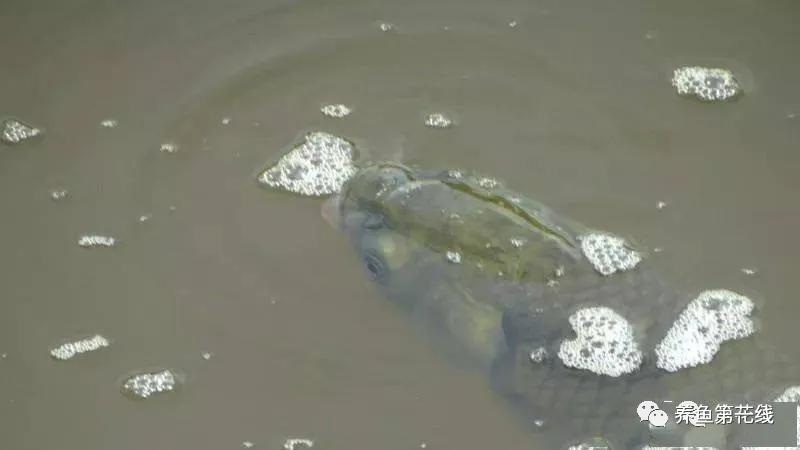 鱼儿什么时候容易缺氧窒息而翻塘,鱼类缺氧的表现