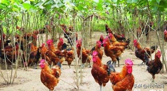 养鸡的利润与成本真实科普,现在养鸡的成本和利润是多少