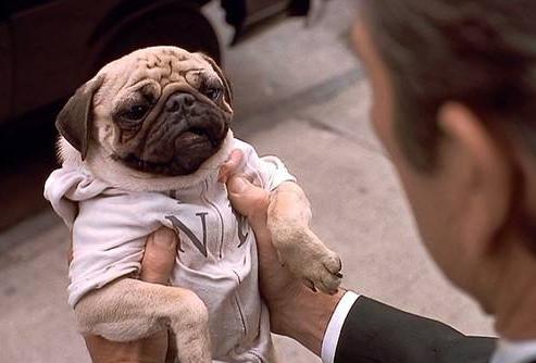 巴哥犬优缺点总结英文,巴哥犬和比熊优缺点