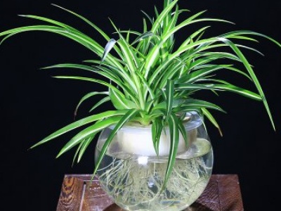 吊兰可以水培吗,吊兰可以水培放鱼缸