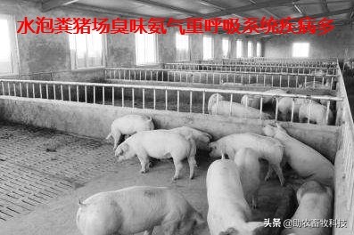 水泡粪猪场如何防控非洲猪瘟和解决养殖中臭味及粪污处理的难题？