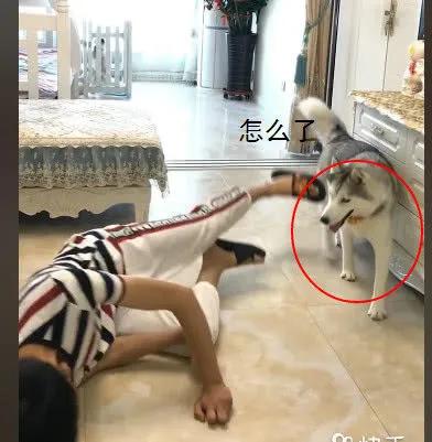 主人晕倒后狗狗的反应搞笑哈士奇,花1500块买了一只哈士奇