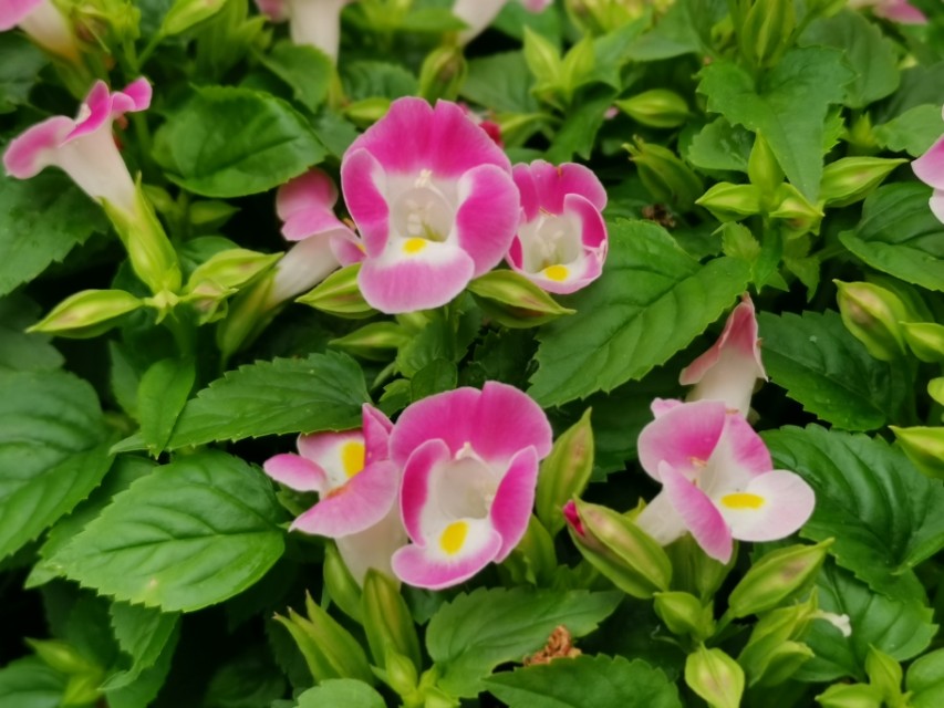 关于童真童趣的古诗100首,10首古诗词感受童真童趣