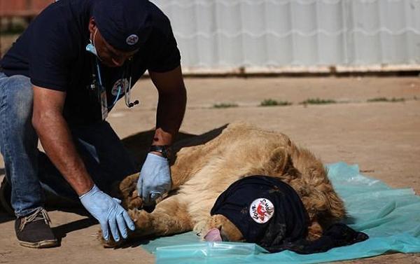 家里看见黑色眼镜王蛇的真正预兆,2米长的眼镜王蛇闯进家里