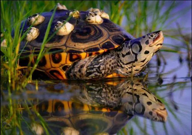 批量养钻纹龟最佳饲养方法,钻纹龟饲养注意点什么