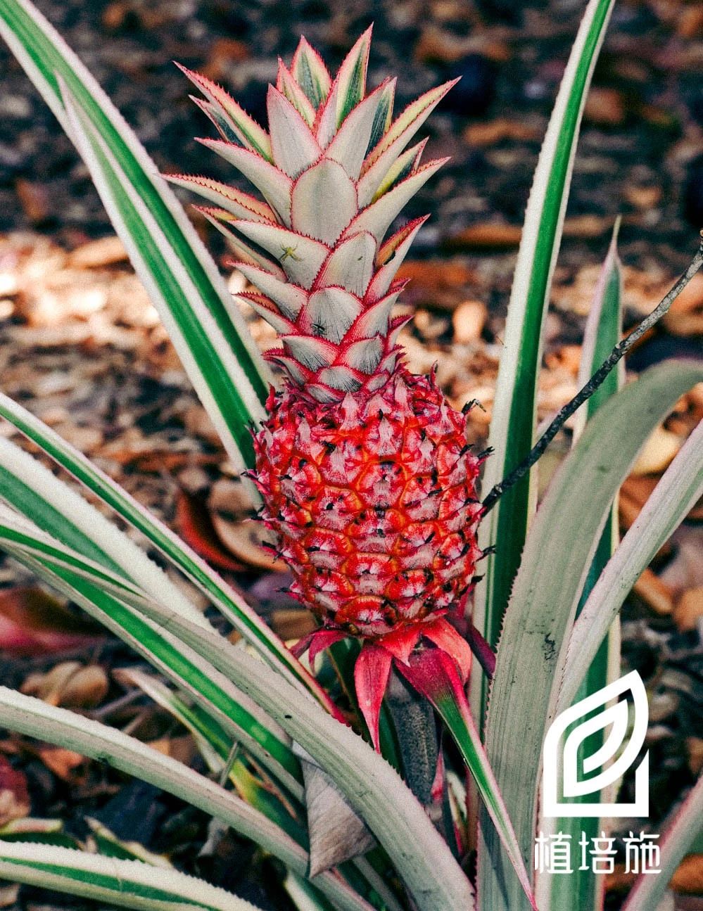 「植培施」艳凤梨Ananascomosuscv.Variegatus温室花卉栽培手册