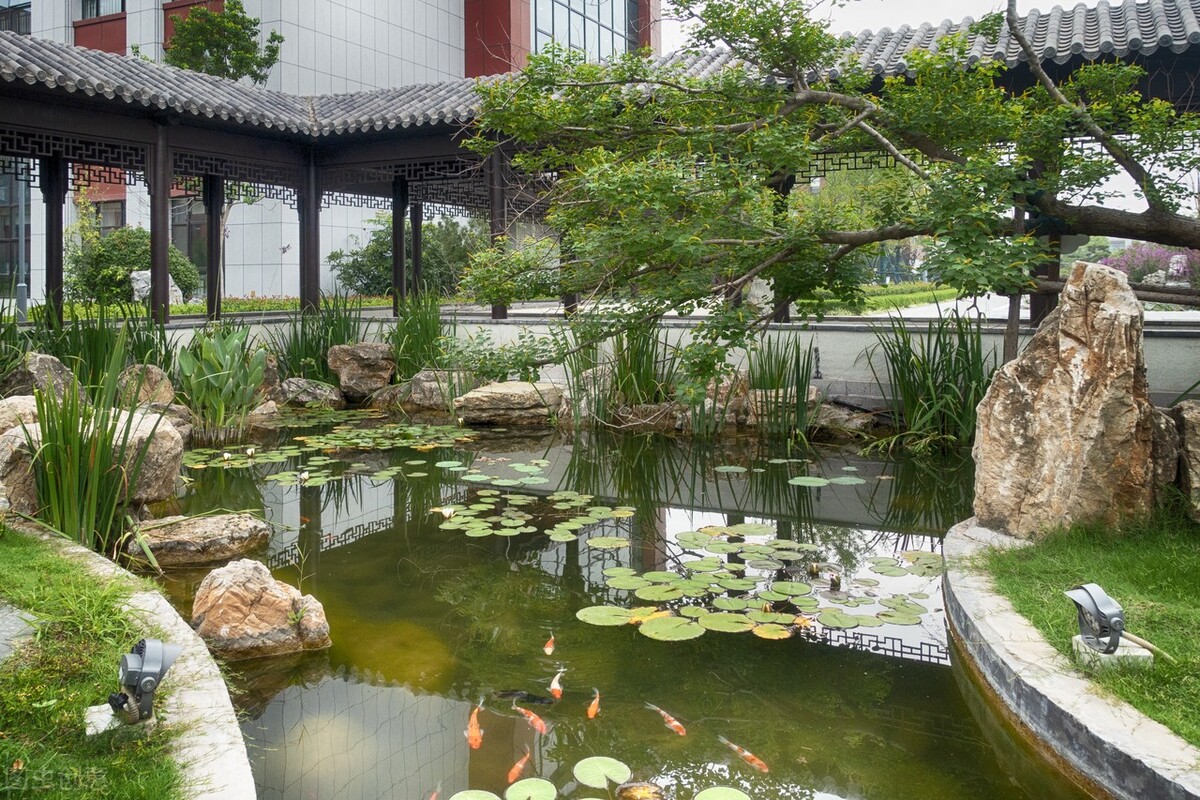 锦鲤鱼池过滤系统及鱼池养护要点,锦鲤鱼池过滤网用多少目的合适