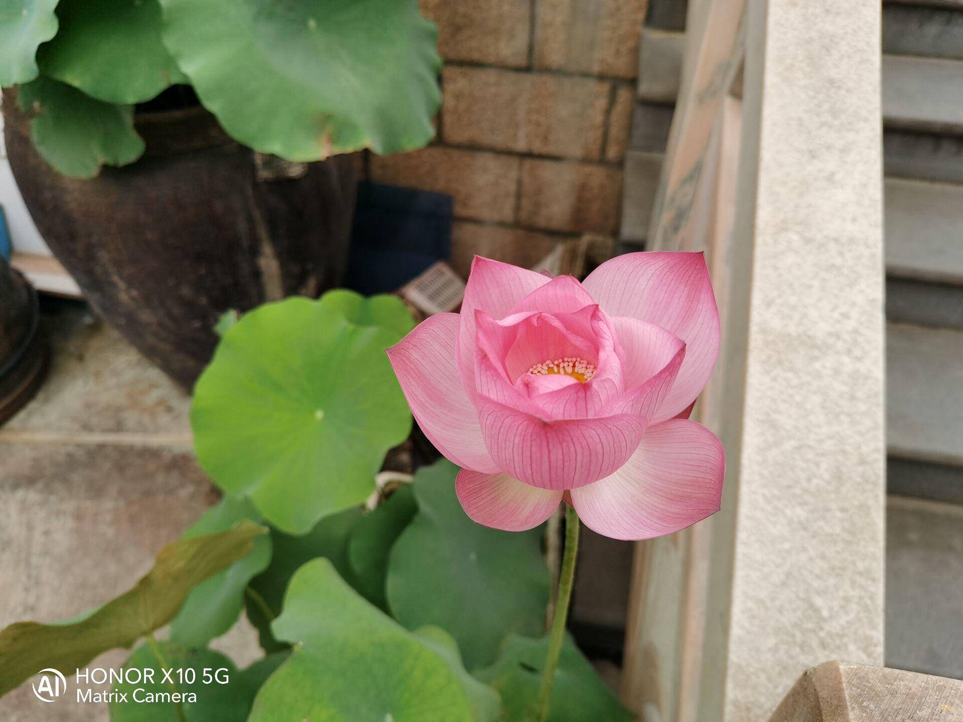 入门级5g手机推荐光荣x10,光荣x10是5g手机价格为什么这样低