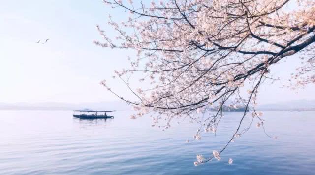 红粉风流，无逾此君：古人赏樱，到底是赏的樱花，还是樱桃花？