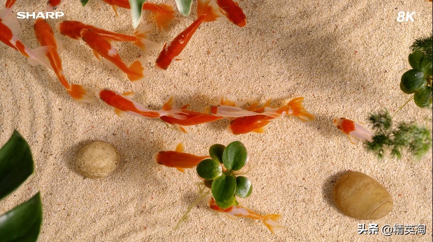 享用4K画质你需要了解的，10款主流4K*放播**器评测