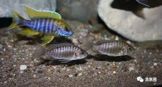 三湖慈鲷马鲷孔雀鱼多久发色,三湖慈鲷鱼之马鲷鱼