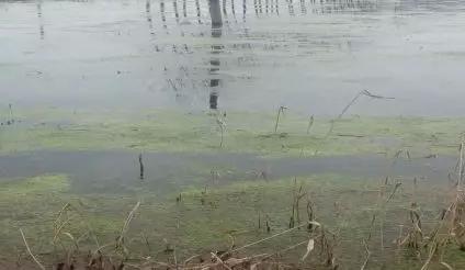 如何养殖小龙虾才能把利润最大化,养殖小龙虾的前景和现状