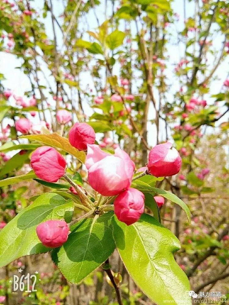 临颍人原创作品：旖旎海棠红