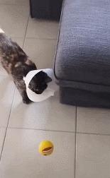 2020年，IE浏览器笑话仍不过时