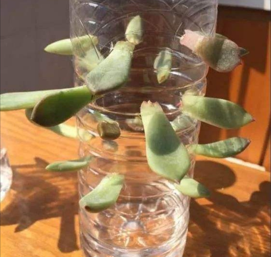 阳台种菜养花塑料箱子,塑料瓶子种菜怎么养殖