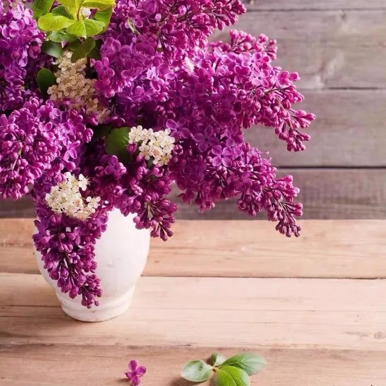 十二生肖对应的幸运花是什么花,十二生肖各该种什么花