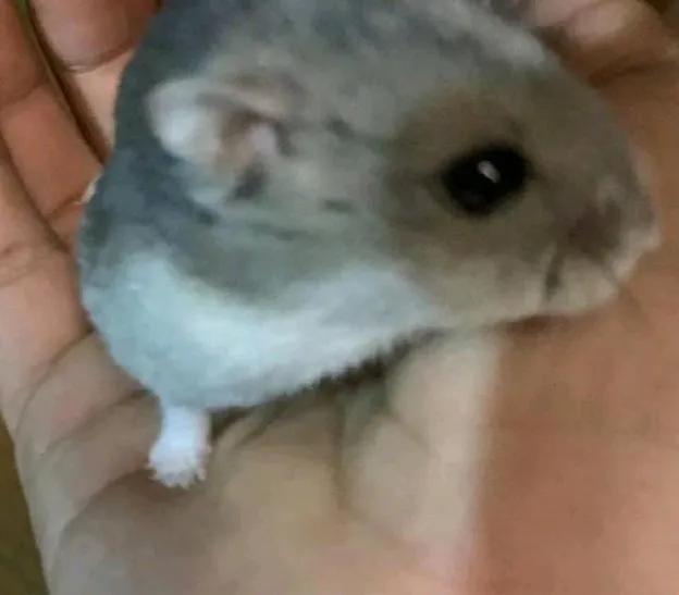 云养猫真的有必要吗 (真正的云养猫)