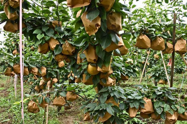 晚秋黄梨栽培技术与管理方法,晚秋黄梨什么时候授粉