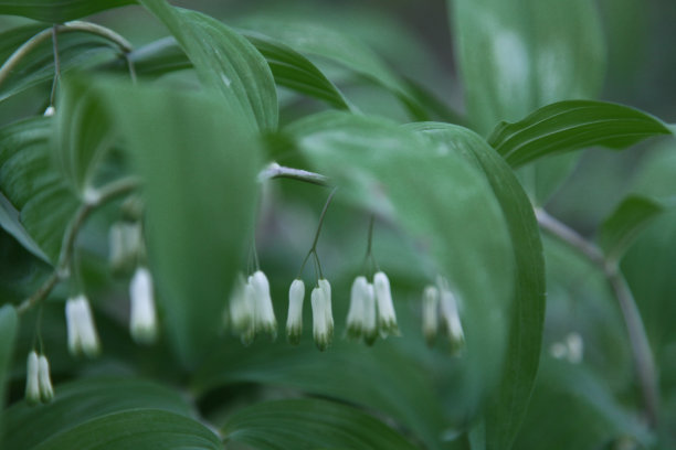 黄精列于草部之首，仙家以为芝草之类，以其得坤土之精粹