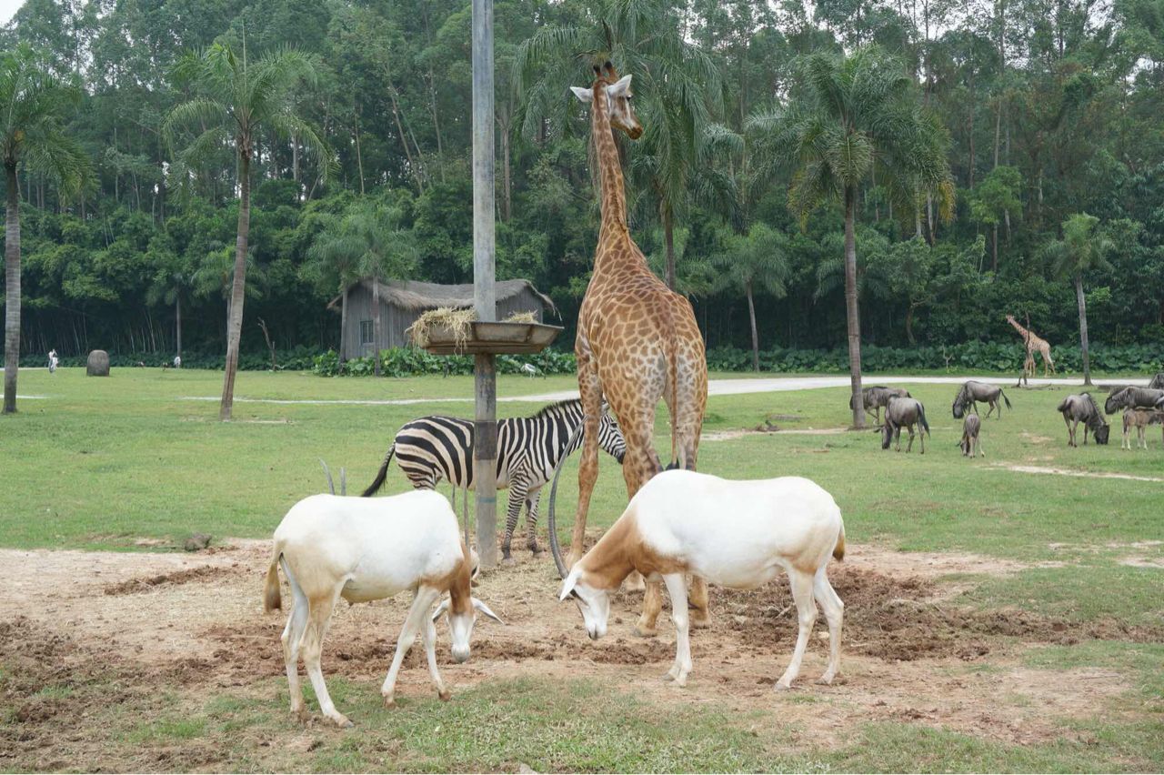 哪里有大熊猫动物园,国宝级大熊猫动物园