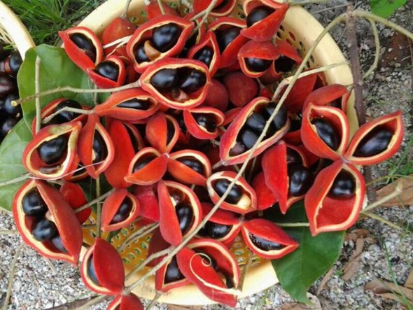 蔡徐坤唱跳rap模仿者,蔡徐坤再次模仿唱跳rap