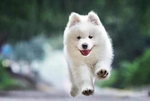 最漂亮的狗狗萨摩耶,最可爱的狗狗排行榜萨摩耶上榜