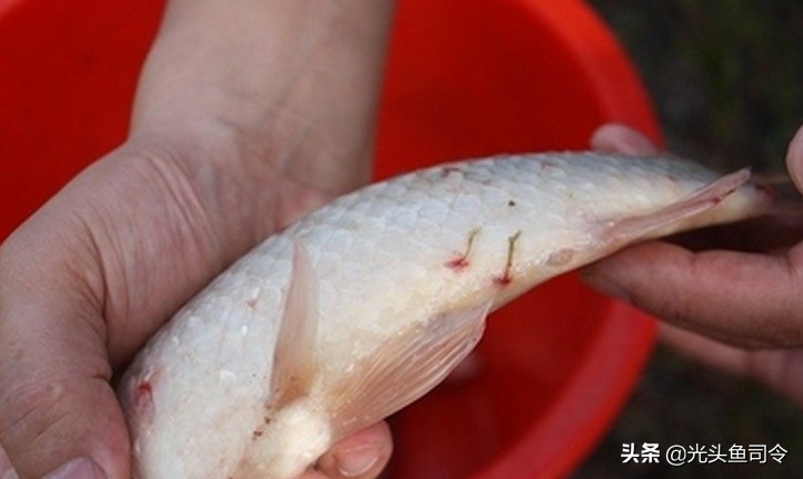 常见几种鱼体寄生虫,鱼类身上肉眼可见的寄生虫