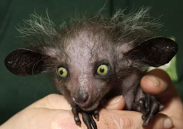 不忍直视世界罕见的十大变异动物,不忍直视世界罕见的十大动物