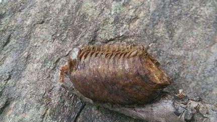 昆虫界战斗力最强的昆虫,谁是昆虫界最厉害的杀手