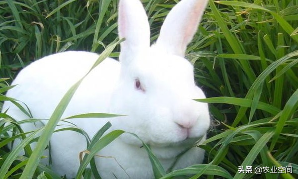 獭兔养殖方法和技巧视频,獭兔的饲养技术