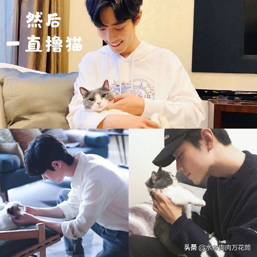 新型骗局养猫被骗,新型骗局网上养猫是真的吗