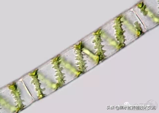 水产藻类大全图片,水产藻类知识大全