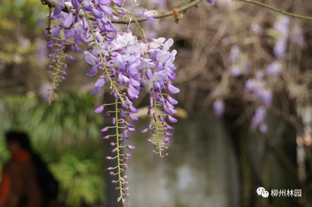 柳州柳侯公园有什么景物,柳州柳侯公园值得打卡