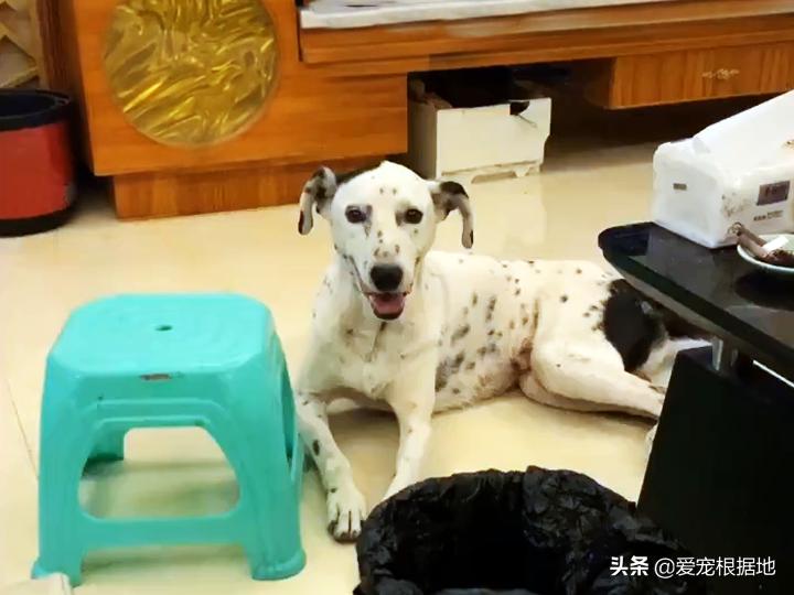 老年人斑点狗被遗弃,流浪狗被遗弃骨瘦如柴