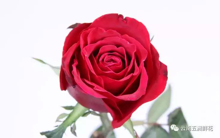 开花店需要购买什么花材,花店花材养护知识讲解稿