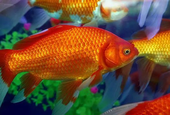 养观赏鱼新手入门教程,新手养观赏鱼养什么鱼好